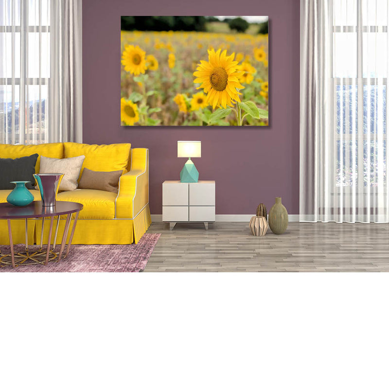 Veld vol zonnebloemen