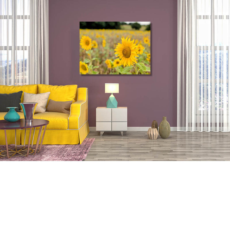 Veld vol zonnebloemen