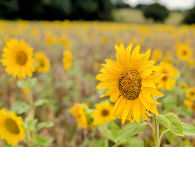 De zon schijnt altijd op dit veld vol zonnebloemen.