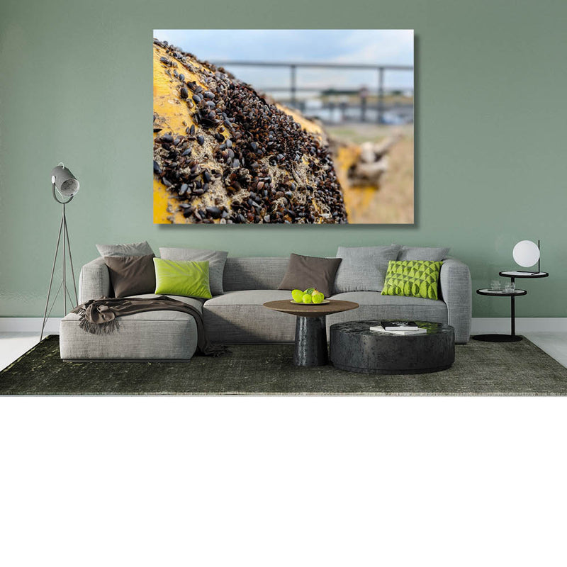 Minimosseltjes op een boei