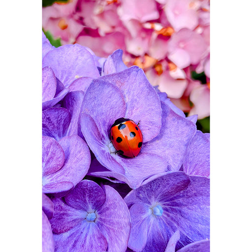 Een lieveheersbeestje heeft een rustplaats gevonden in het hart van een  hortensia.