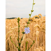 In een graanveld groeit een mooie blauwe korenbloem.