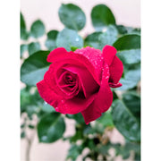 Close up van een roos, na een frisse regenbui.