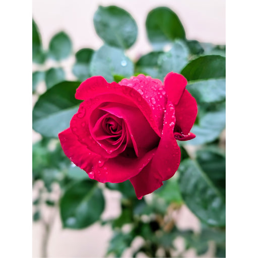 Close up van een roos, na een frisse regenbui.