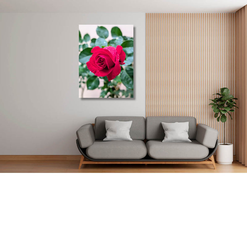 Na de regen, de roos