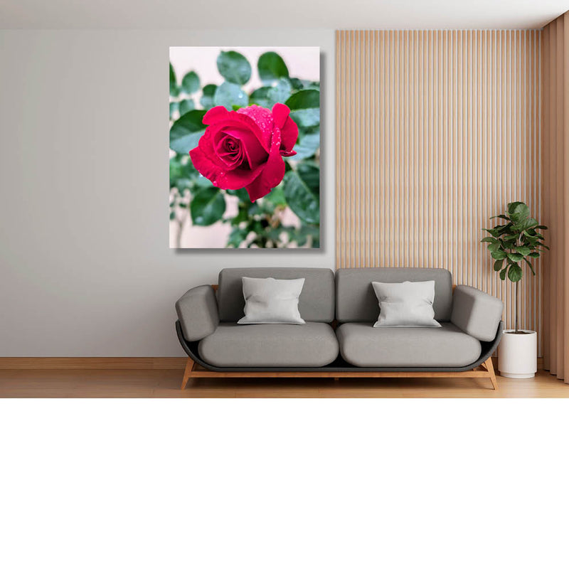 Na de regen, de roos