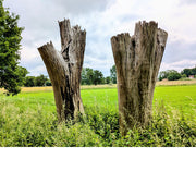 Twee dode bomen blijven imposant in het landschap.