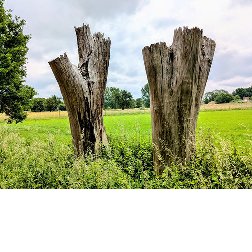 Twee dode bomen blijven imposant in het landschap.