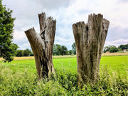 Twee dode bomen blijven imposant in het landschap.