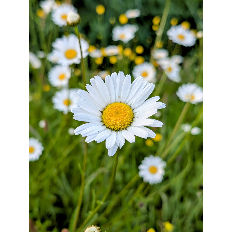 Close up van een margrietje in het veld.
