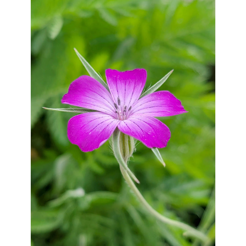 De bolderik: een heerlijk mooi en kleurrijk veldbloemetje
