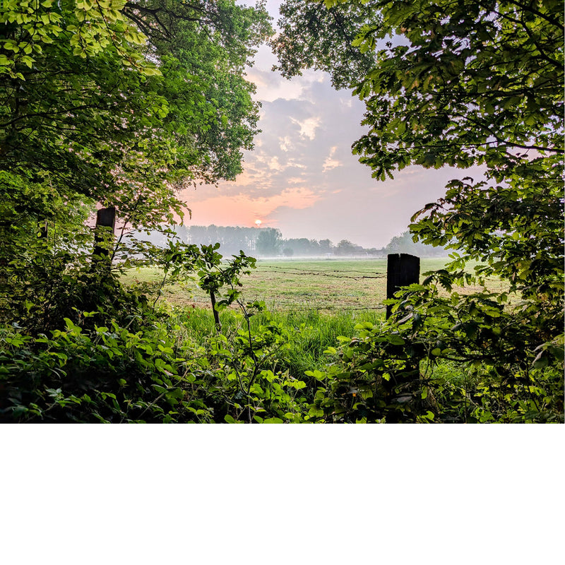 Een zonsopgang, gezien door een gat in de begroeiing in het Bos.