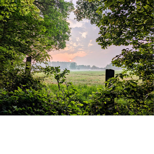 Een zonsopgang, gezien door een gat in de begroeiing in het Bos.