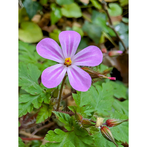 De wilde geranium groeit op schaduwrijke plaatsen met kleine roze bloemetjes. Het plantje wordt veel bezocht door bijen.
