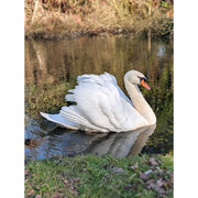 Een majestueuze zwaan bewaakt zijn territorium.