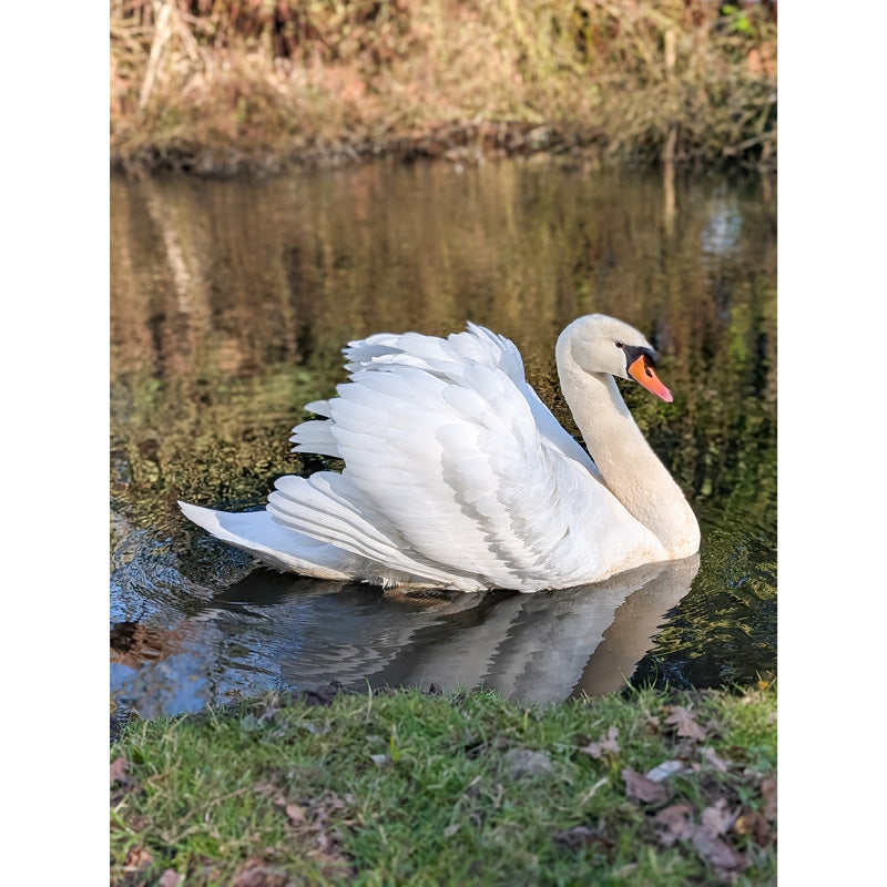 Een majestueuze zwaan bewaakt zijn territorium.