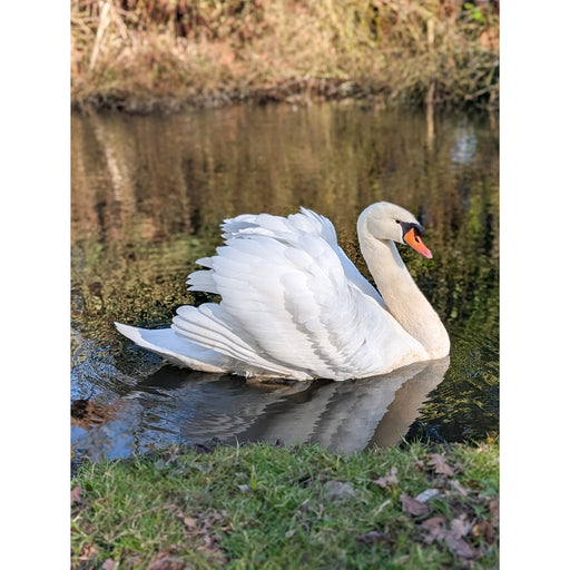 Een majestueuze zwaan bewaakt zijn territorium.