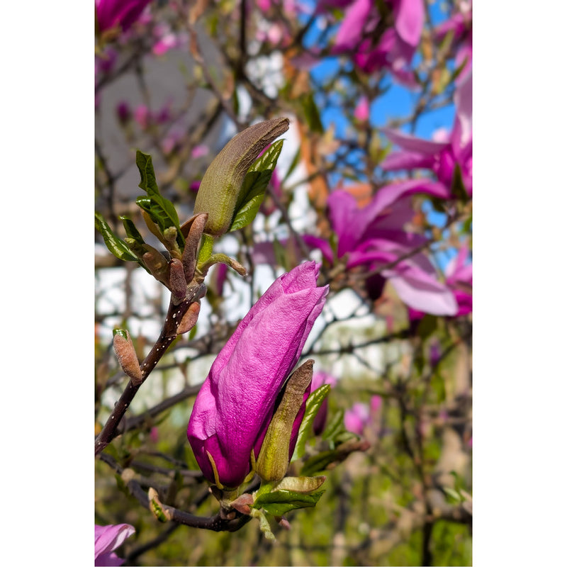Detail van een openkomende magnolia, die ook wel tulpenboom wordt genoemd. De betekenis van Magnolia is ‘bloem’.