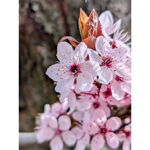 Elke lente kleuren de fruitbomen schitterend roze met prachtige bloesems.
