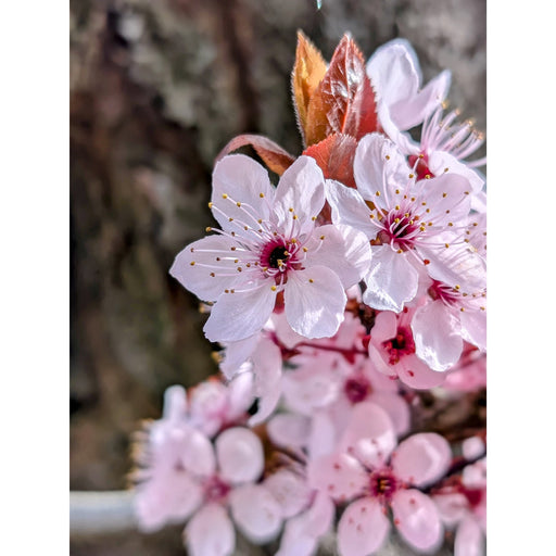 Elke lente kleuren de fruitbomen schitterend roze met prachtige bloesems.