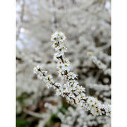 Bloesems maken elke lente iedereen gelukkig.