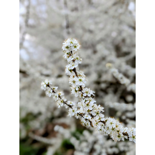 Bloesems maken elke lente iedereen gelukkig.