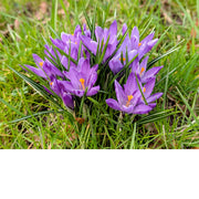 De lente komt eraan en deze krokussen zijn er zeker bij!