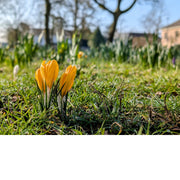 Op de voorgrond staan mooie oranje krokussen, terwijl anderen nog zullen volgen op de achtergrond.