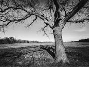 Deze kale boom gooit een indrukwekkende schaduw op de grond.