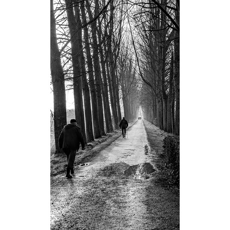 Deze wandelaars hebben nog een lange weg te gaan, tussen de hoge bomen.