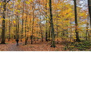 Elke herfst kleuren de bossen in de mooiste tinten geel en bruin.