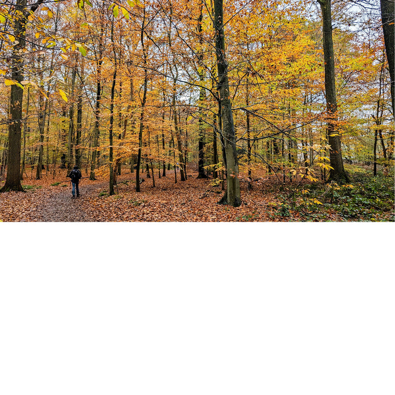 Elke herfst kleuren de bossen in de mooiste tinten geel en bruin.