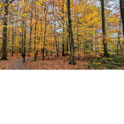 Elke herfst kleuren de bossen in de mooiste tinten geel en bruin.
