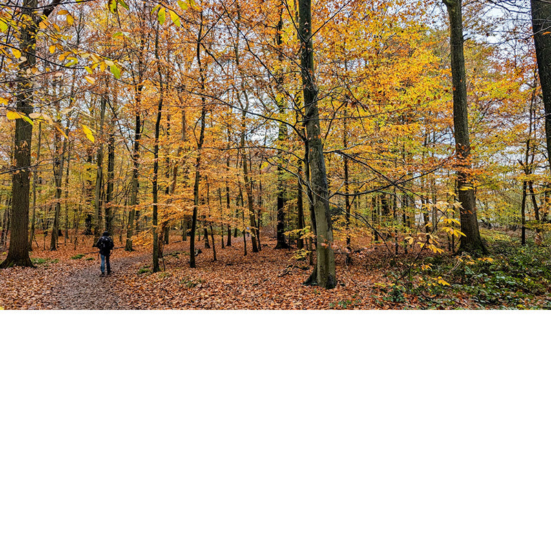 Elke herfst kleuren de bossen in de mooiste tinten geel en bruin.