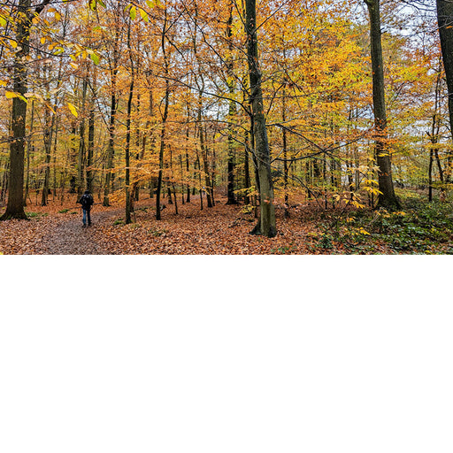 Elke herfst kleuren de bossen in de mooiste tinten geel en bruin.