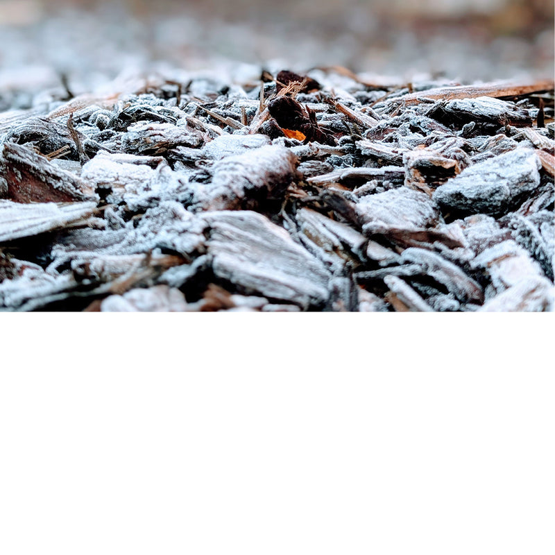 Deze boomschors is bedekt met een fijn ijslaagje.