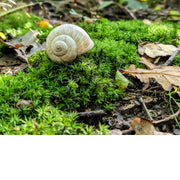 Ongewoon herfsttafereeltje, waar een slakkenhuisje rust op een bedje van stermos.
