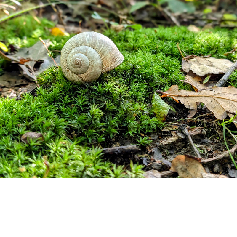 Ongewoon herfsttafereeltje, waar een slakkenhuisje rust op een bedje van stermos.