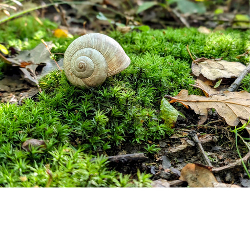 Ongewoon herfsttafereeltje, waar een slakkenhuisje rust op een bedje van stermos.