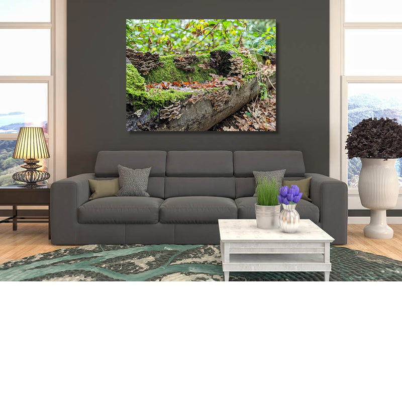 Elffenbankje in de boomstam