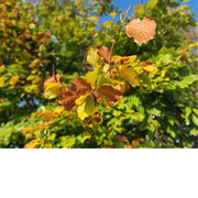 De blaadjes hangen nog aan de boom, maar kleuren al in herfsttinten.