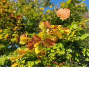 De blaadjes hangen nog aan de boom, maar kleuren al in herfsttinten.