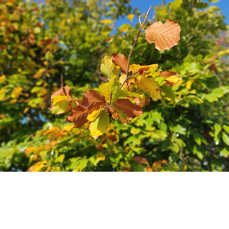 De blaadjes hangen nog aan de boom, maar kleuren al in herfsttinten.