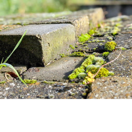 Deze palet met klinkers staat al even buiten, het mos nestelt zich al snel op de stenen.