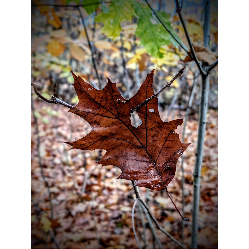Een herfstblad is blijven hangen aan een tak en geraakt niet op de grond.