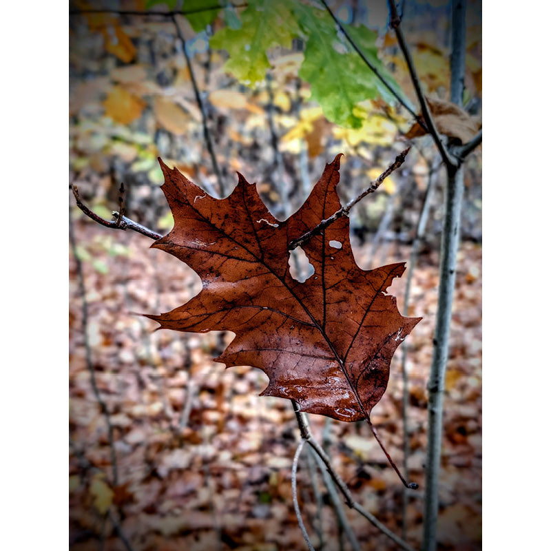 Een herfstblad is blijven hangen aan een tak en geraakt niet op de grond.