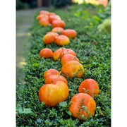 Pompoenen te koop, uitgestald op een struik langs de straatkant.