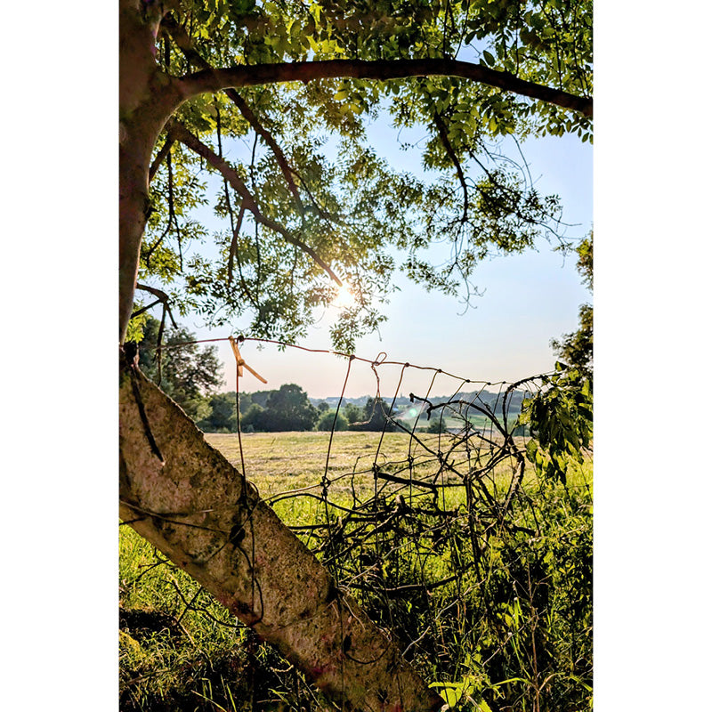 Zicht op de onderliggende vallei, van onder de beschutting van een boom.