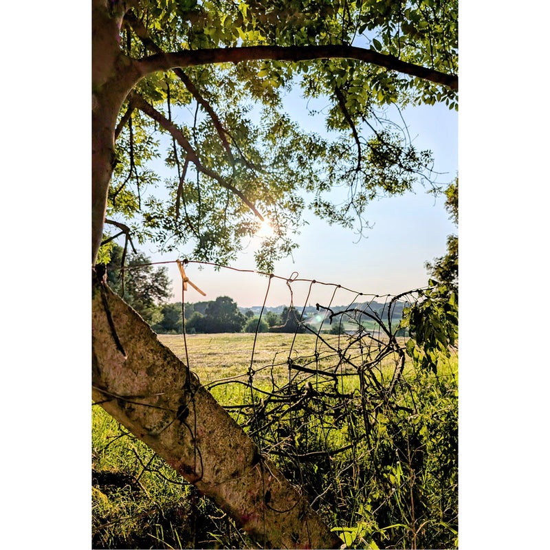 Zicht op de onderliggende vallei, van onder de beschutting van een boom.