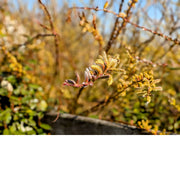 In het vroege voorjaar komen de wilgen in bloei en zijn ze getooid met wollige, geelbruine tot oranjeachtige katjes.